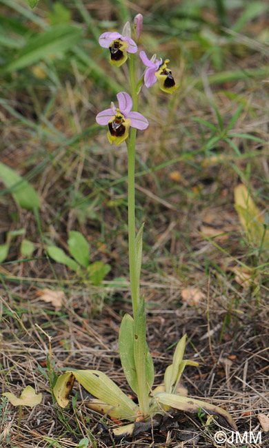 Ophrys spectabilis