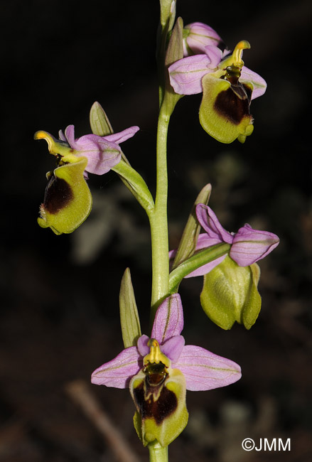 Ophrys spectabilis