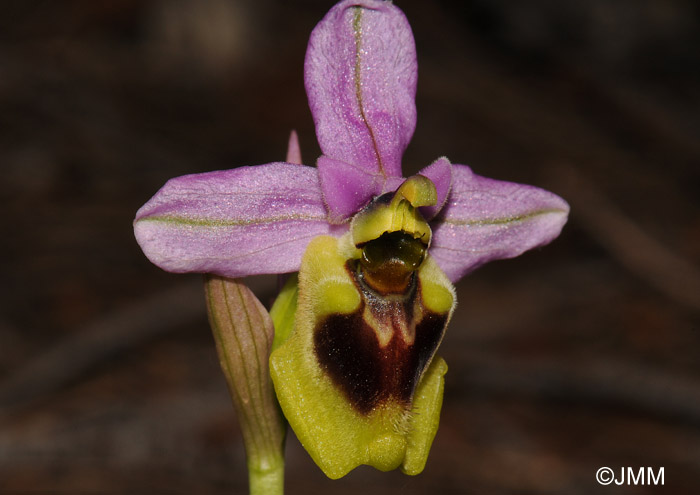 Ophrys spectabilis