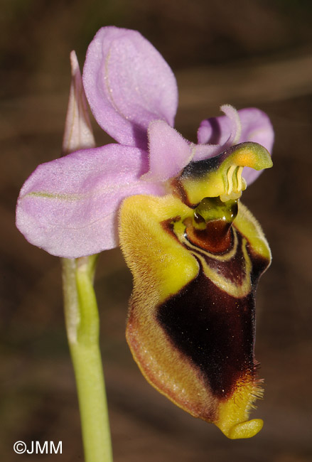 Ophrys spectabilis