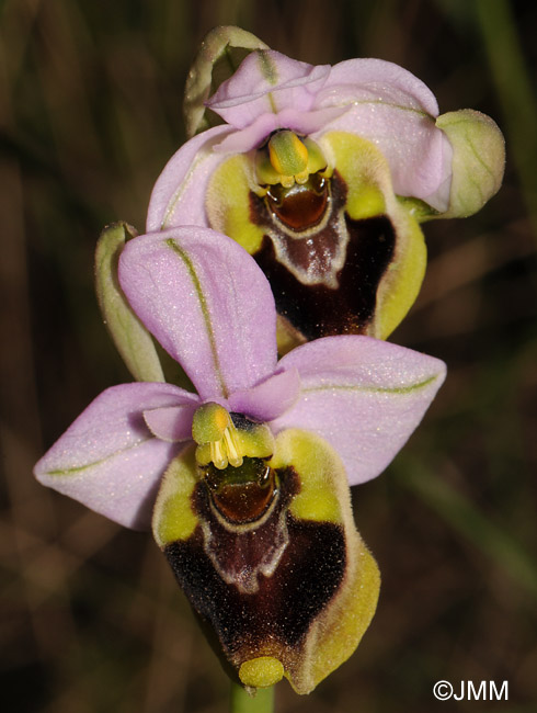 Ophrys spectabilis