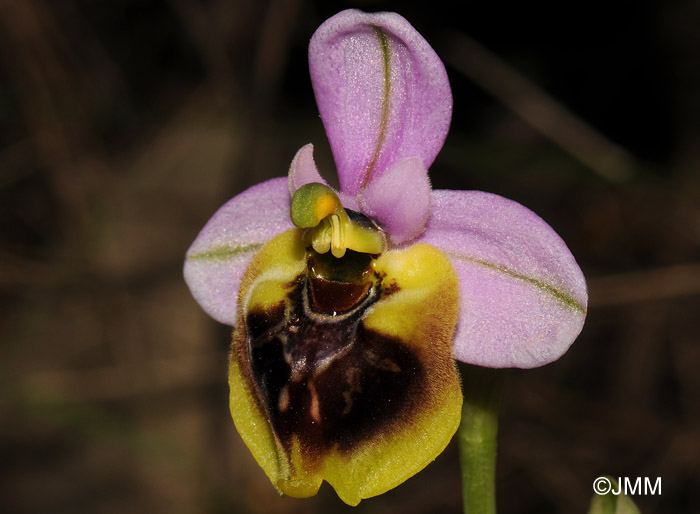 Ophrys spectabilis