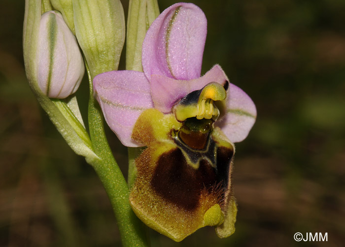 Ophrys spectabilis