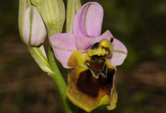 Ophrys spectabilis