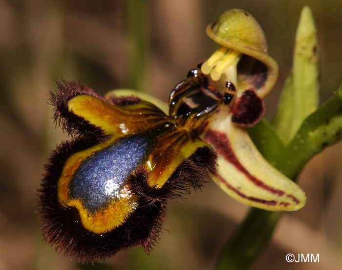 Ophrys speculum