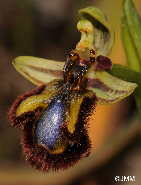 Ophrys speculum