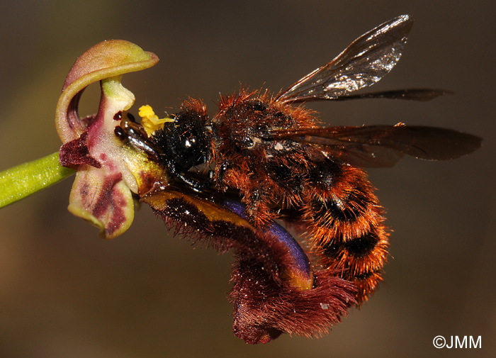 Ophrys speculum pollinis par Dasyscolia ciliata subsp. ciliata