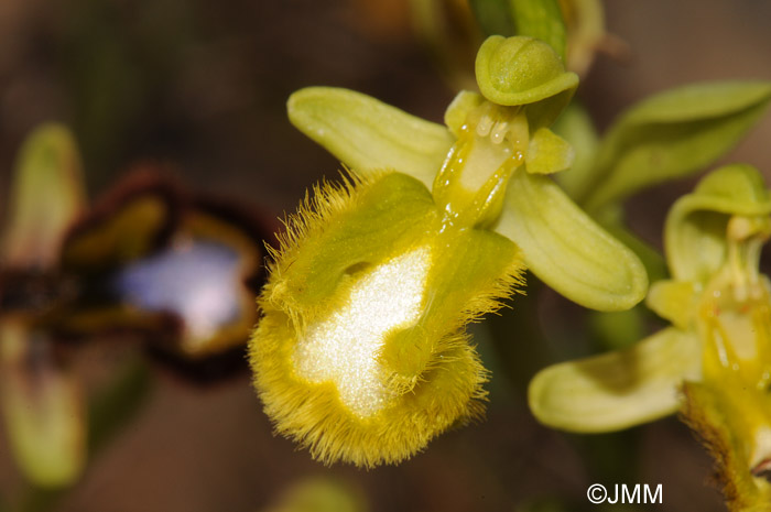 Ophrys speculum hypochrome