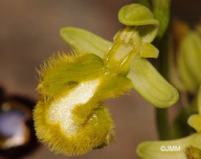 Ophrys speculum hypochrome