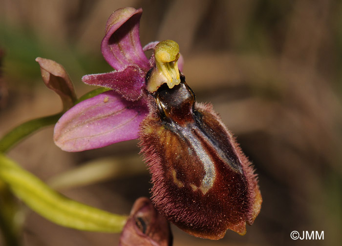 Ophrys speculum x Ophrys tenthredinifera