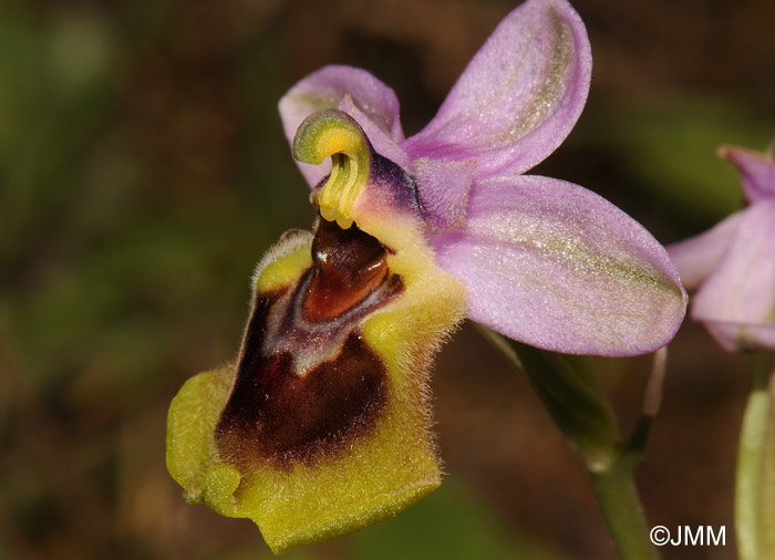 Ophrys tenthredinifera