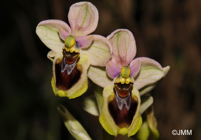 Ophrys tenthredinifera