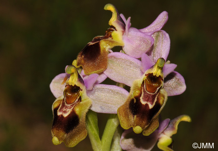 Ophrys tenthredinifera