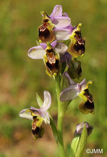 Ophrys tenthredinifera