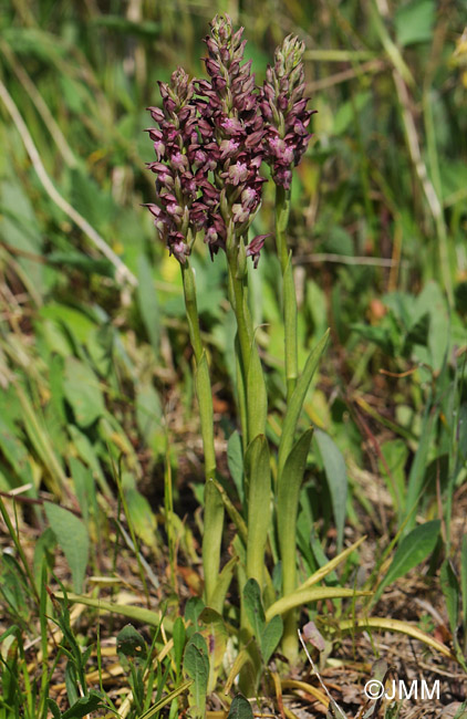 Orchis fragrans