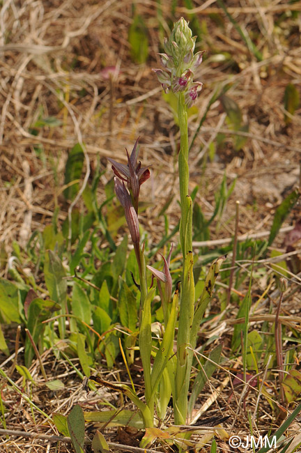Orchis fragrans & Serapias parviflora