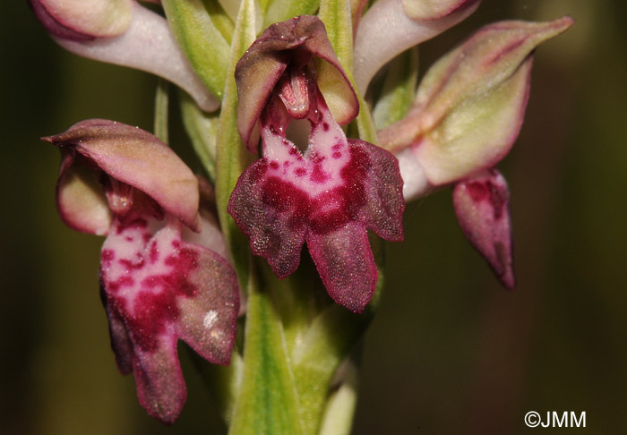 Orchis fragrans