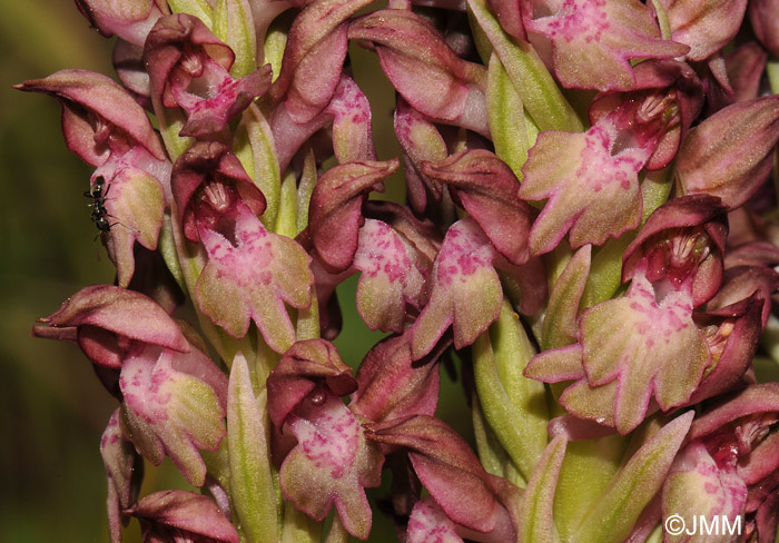 Orchis fragrans