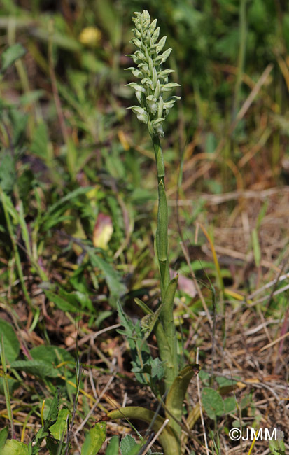 Orchis fragrans f. alba