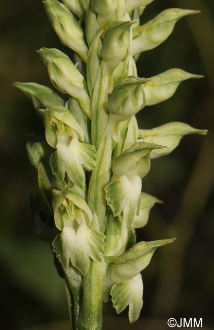 Orchis fragrans f. alba