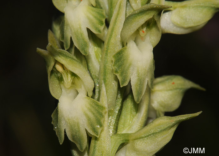 Orchis fragrans f. alba