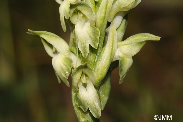 Orchis fragrans f. alba