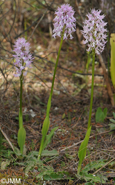 Orchis italica