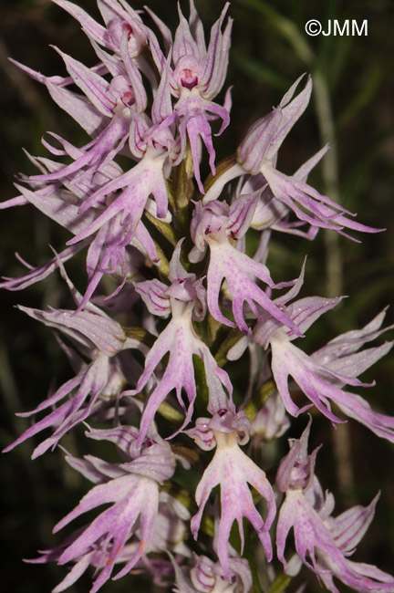 Orchis italica