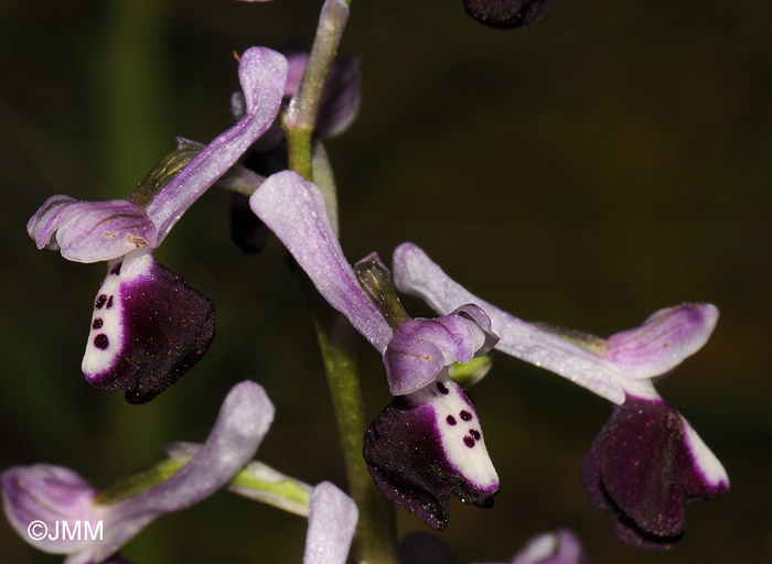 Orchis longicornu