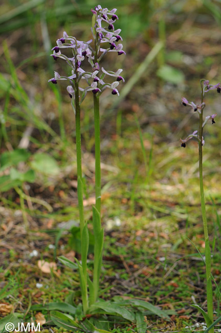 Orchis longicornu