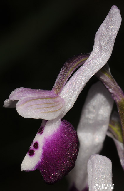 Orchis longicornu