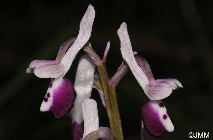 Orchis longicornu