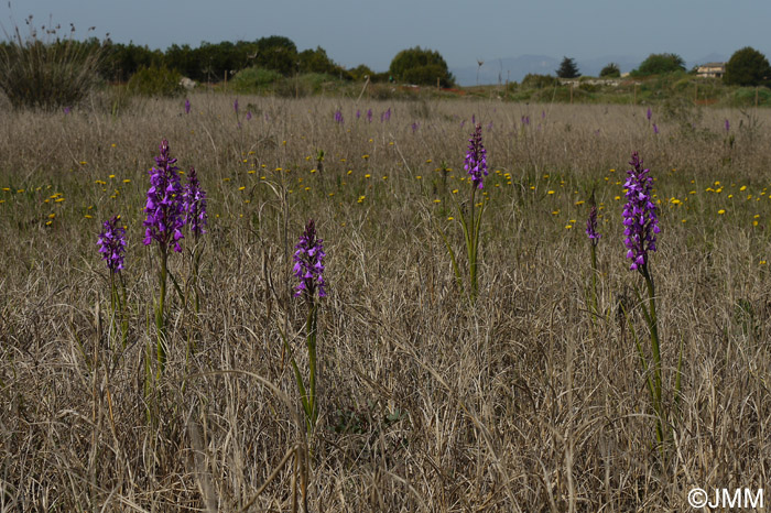 Orchis robusta