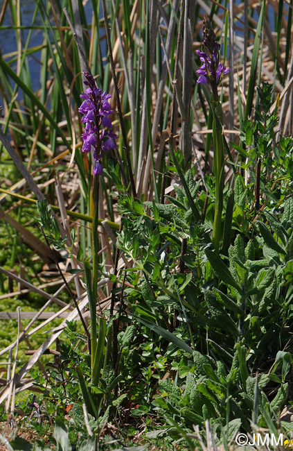 Orchis robusta