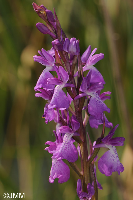 Orchis robusta