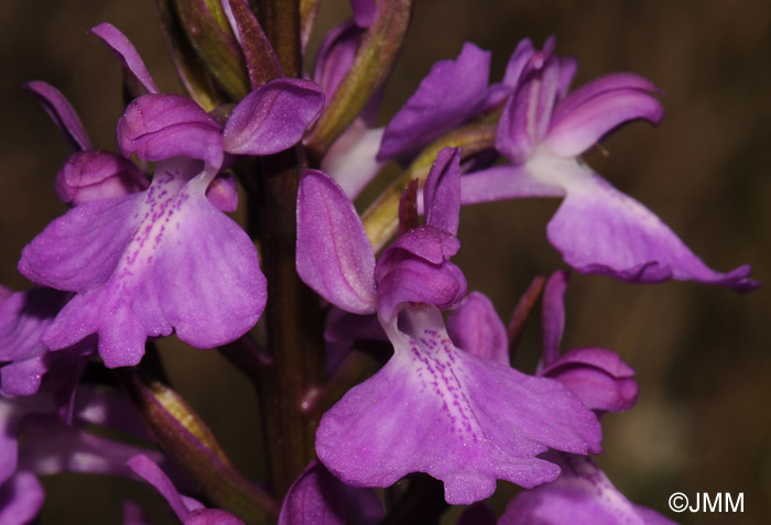 Orchis robusta