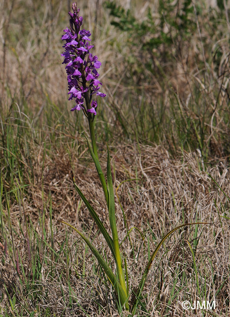 Orchis robusta