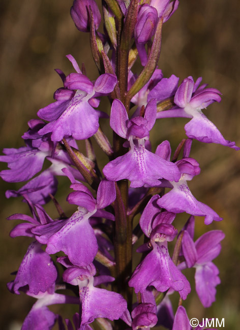 Orchis robusta