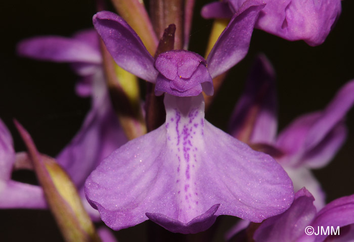 Orchis robusta