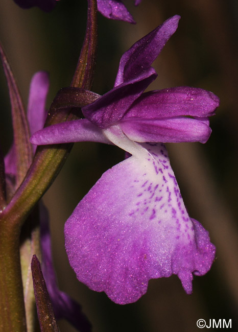 Orchis robusta