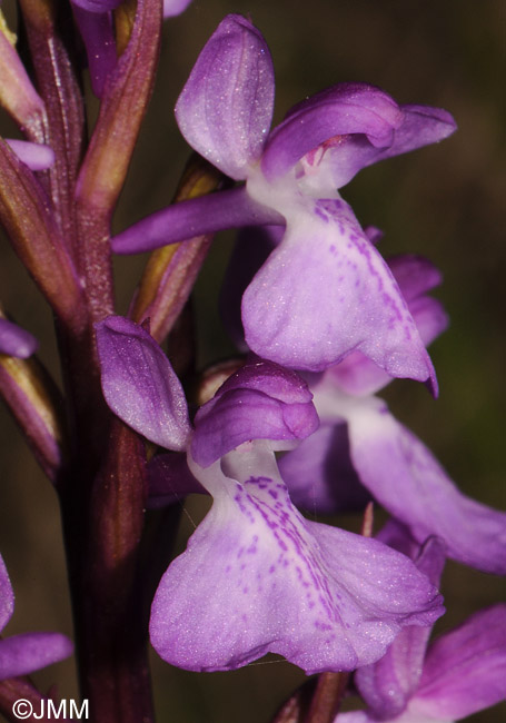 Orchis robusta