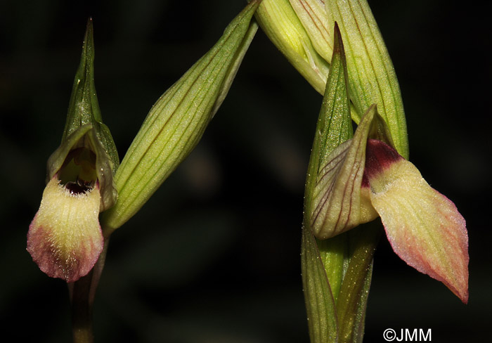 Serapias lingua x parviflora