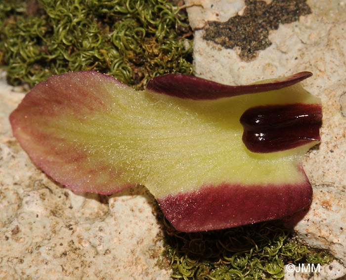 Serapias lingua x parviflora : dtail de la callosit basale du labelle