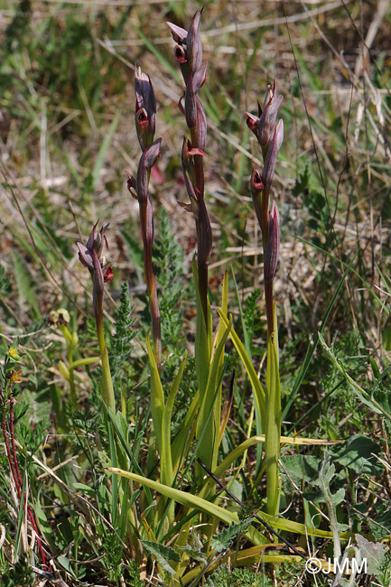 Serapias parviflora