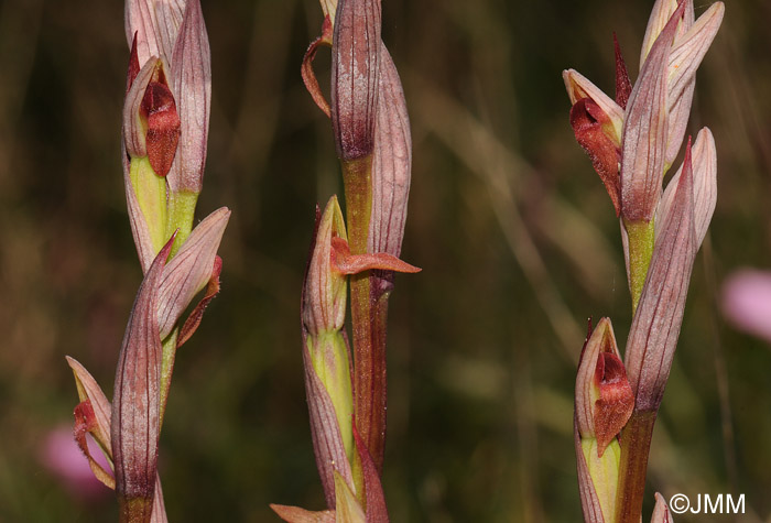 Serapias parviflora