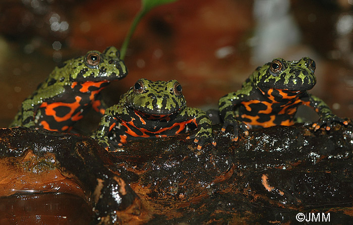 Bombina orientalis