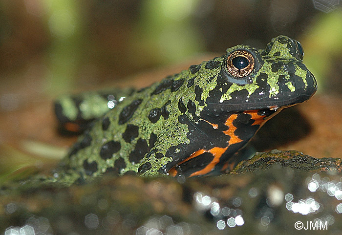 Bombina orientalis