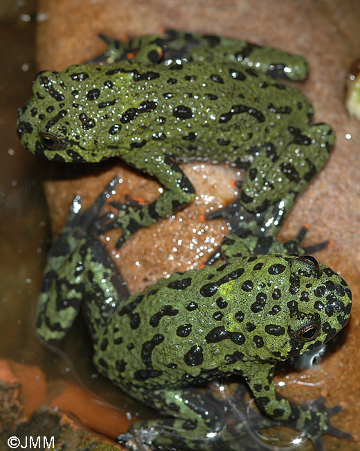 Bombina orientalis