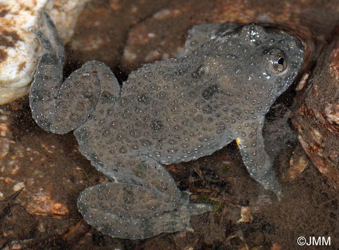 Bombina variegata