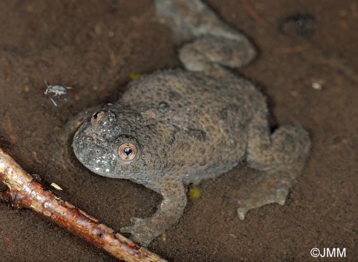 Bombina variegata